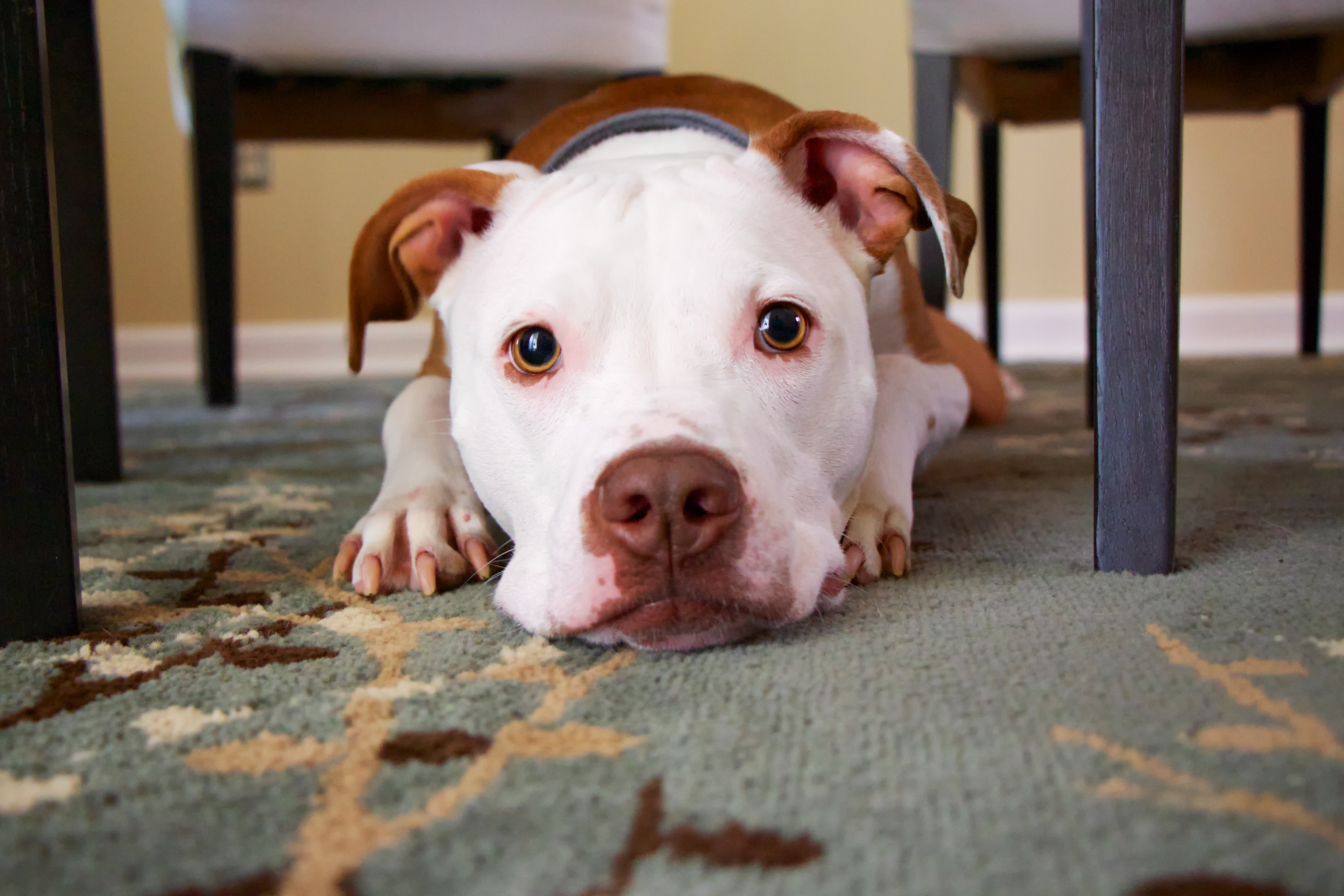 Britex Carpet Care| Why is my dog weeing in the house?