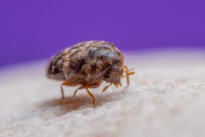 How to Get Rid of Carpet Beetles in Australia