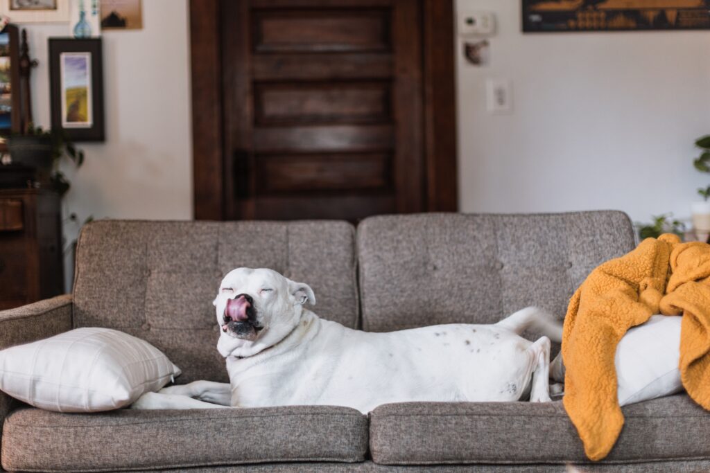 How to Get Dog Smell Out of a Couch